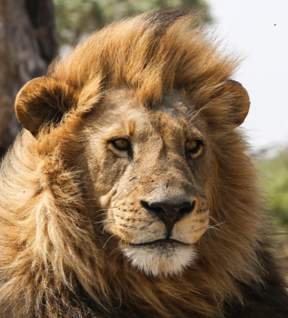Botswana - King of the world