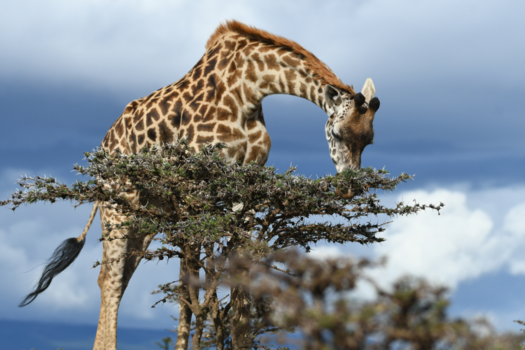 Tanzania - Giraf in de lucht