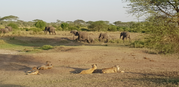 Tanzania - Wildlife