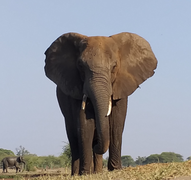 Botswana - Deze olifant staat erg dichtbij!!!