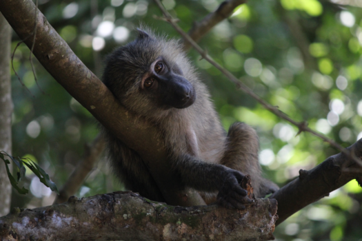 Murchison Falls national park - Safari Oeganda