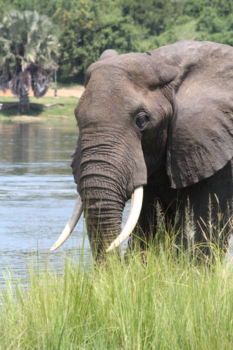 Murchison Falls national park - Safari Oeganda