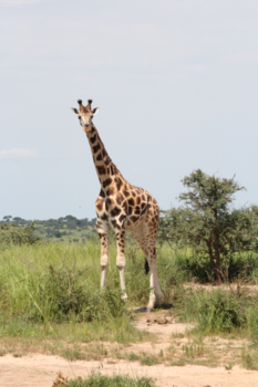 Murchison Falls national park - Safari Oeganda