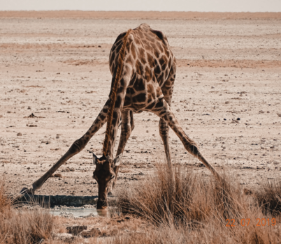 Namibië - Giraffe 🦒
