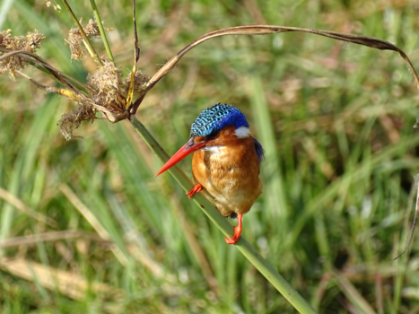 Tanzania - IJsvogel in het zonnetje gezet!
