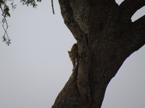 Tanzania - Hello..