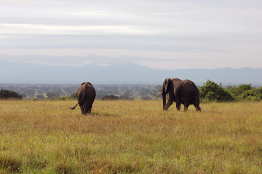 Queen Elizabeth National Park