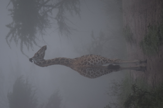 Oeganda - Giraffe in de mist