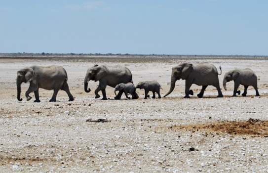 Namibië - Een kudde olifanten op weg naar een waterpoel, de kleintjes beschermd door hun ouders