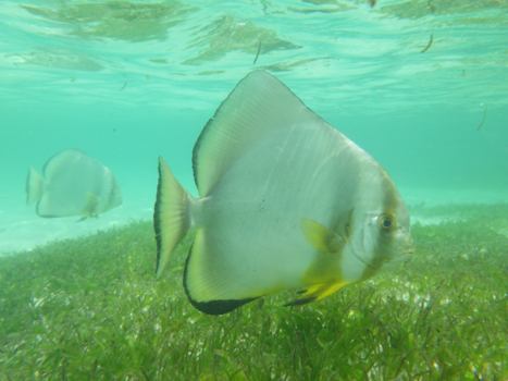 Seychellen - Aquarium of toch niet