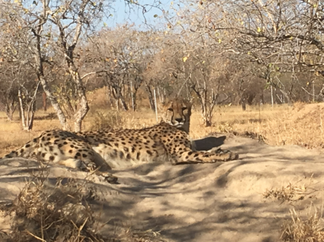 Tanzania - Zuid Afrika