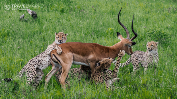Serengeti National Park - Cheeta summer school