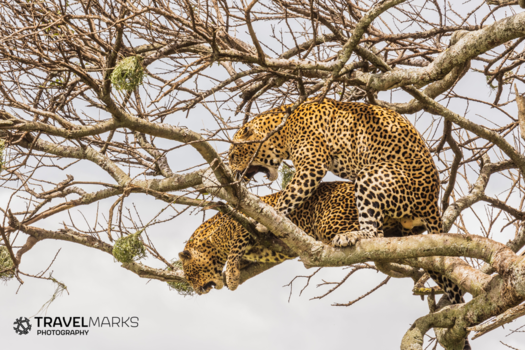 Rondreis Kenia - Leopard 'hotelroom'