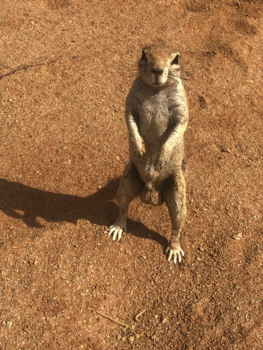 Namibië - Hi there! Ground squirrel in Solitaire Namibia