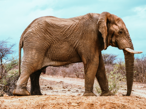 Namibië - Close encounter with Rhino killing Elephant