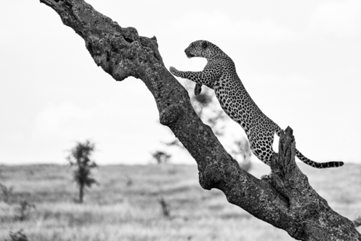 Serengeti National Park - Cathlete