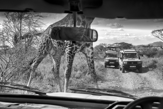 Serengeti National Park - 'Room' with a View