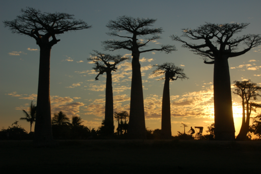 Avenue of the Baobabs - Avenue de Baobab bij zonsondergang