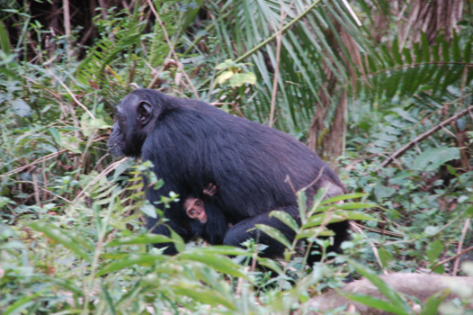 Kibale National Park - Chimp met jong