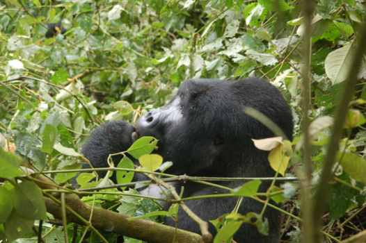 Bwindi Impenetrable National Park - DICHTBIJ EEN RELAXTE GORILLA