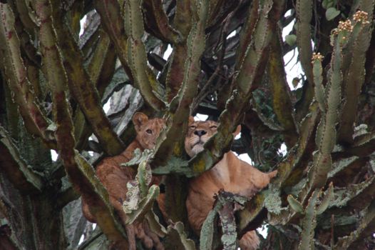Queen Elizabeth National Park - HEERLIJK RELAXEN IN EEN CACTUSBOOM