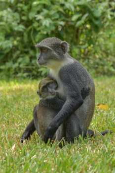 Kenia - Wilflife bij het hotel