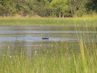 Okavango Delta - nijlpaard onderweg