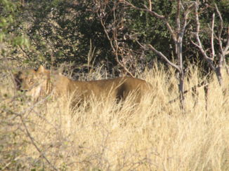 Okavango Delta - leeuw tijdens de voetsafari