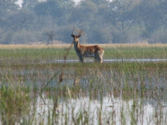 Okavango Delta - lechwe