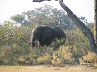 Okavango Delta - vanuit de tent