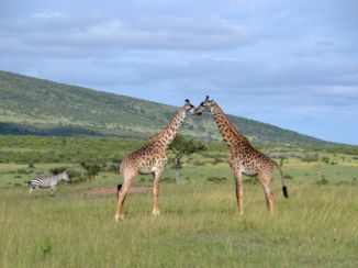 Masai Mara - Giraffen