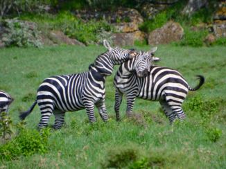 Masai Mara - Zebra's