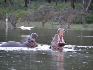 Masai Mara - Hippo's