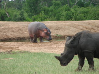 Hlane en Mkhaya wildparken - vriendjes?