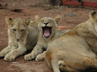 Hlane en Mkhaya wildparken - lief