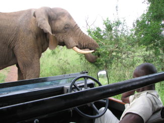 Hlane en Mkhaya wildparken