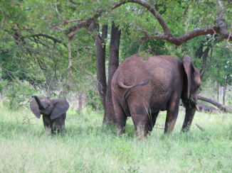 Hlane en Mkhaya wildparken