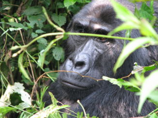 Bwindi Impenetrable National Park