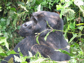 Bwindi Impenetrable National Park