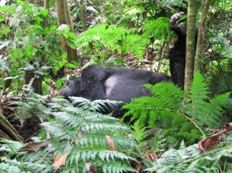 Bwindi Impenetrable National Park
