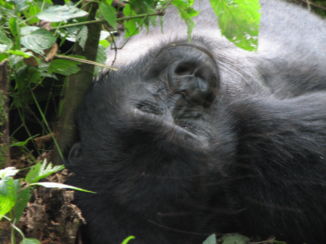 Bwindi Impenetrable National Park