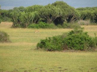 Queen Elizabeth National Park - savannes met euphorbia's