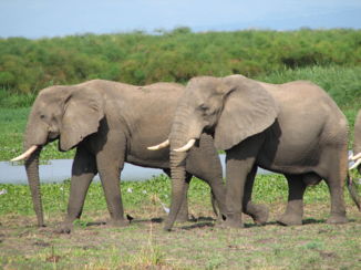 Queen Elizabeth National Park