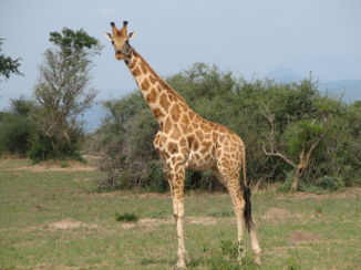 Queen Elizabeth National Park