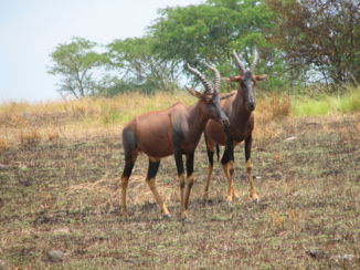 Queen Elizabeth National Park - topi's