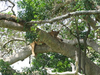 Queen Elizabeth National Park