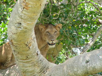 Queen Elizabeth National Park