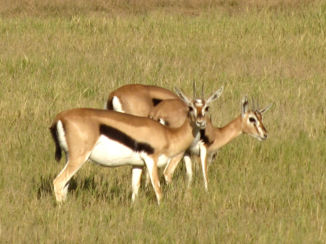 Amboseli National Park