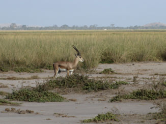 Amboseli National Park