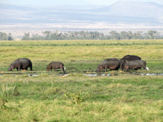 Amboseli National Park